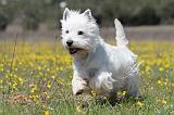 WESTIE 115